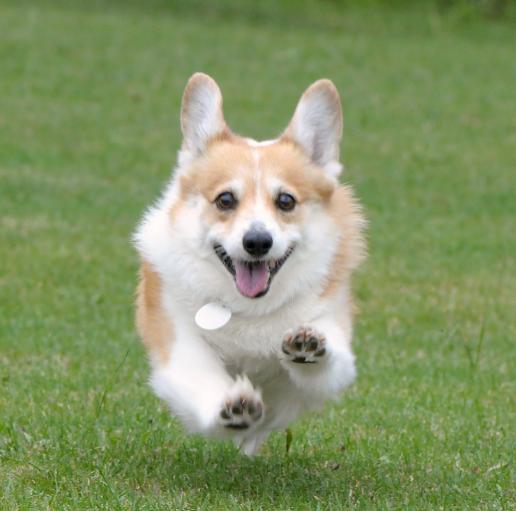 老年人适合养什么狗，70岁以上养什么狗最好