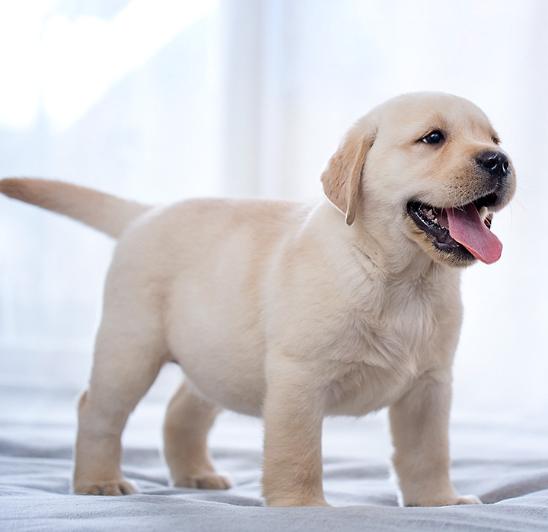 老年人适合养什么狗，70岁以上养什么狗最好