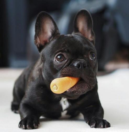 老年人适合养什么狗，70岁以上养什么狗最好