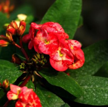 不怕晒的花卉有哪些,不怕暴晒的花卉有几种