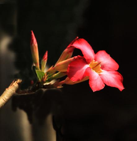 不怕晒的花卉有哪些,不怕暴晒的花卉有几种