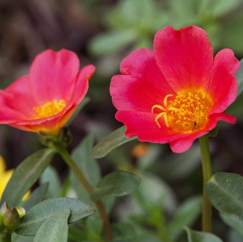 不怕晒的花卉有哪些,不怕暴晒的花卉有几种