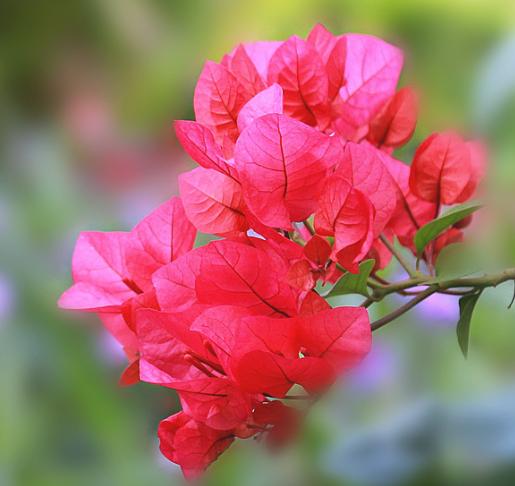 不怕晒的花卉有哪些,不怕暴晒的花卉有几种