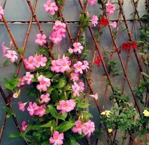 不怕晒的花卉有哪些,不怕暴晒的花卉有几种