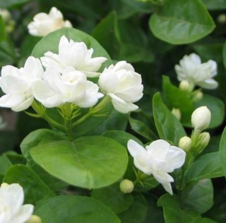 不怕晒的花卉有哪些,不怕暴晒的花卉有几种