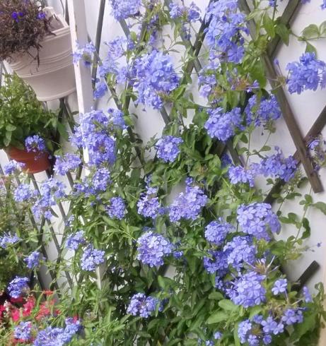 不怕晒的花卉有哪些,不怕暴晒的花卉有几种