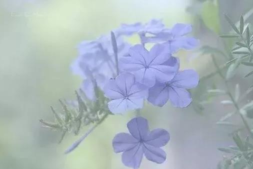 接吻次数多了彼此会越来越像吗