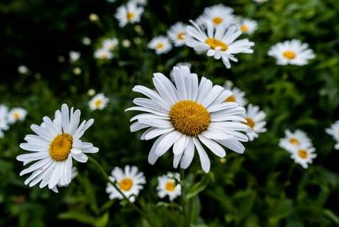 接吻次数多了彼此会越来越像吗