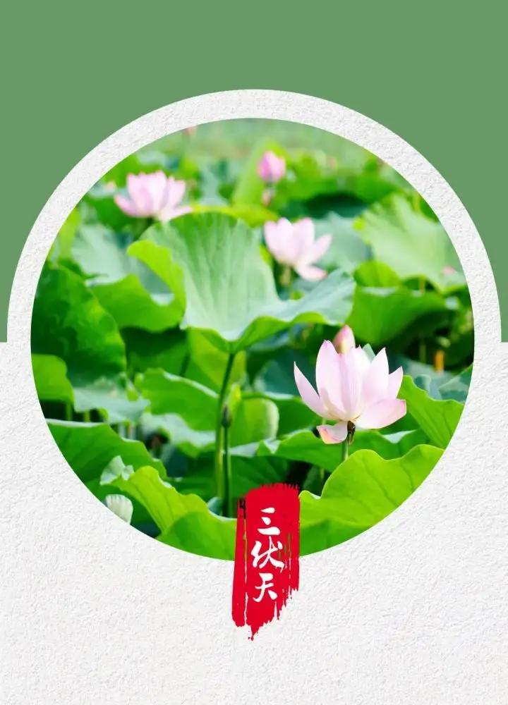 女人三伏天不能做什么,三伏天女人吃什么注意什么