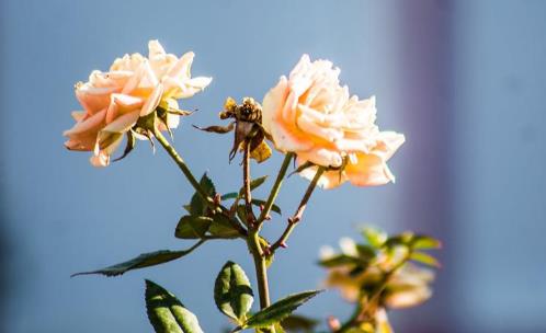 怎样吻男人才会终生难忘,怎么吻男生让他措手不及