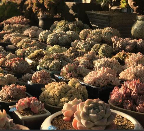 多肉夏天怎么养护，多肉夏天怎么砍头扦插