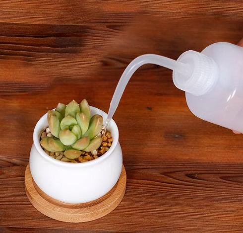 多肉夏天怎么养护，多肉夏天怎么砍头扦插