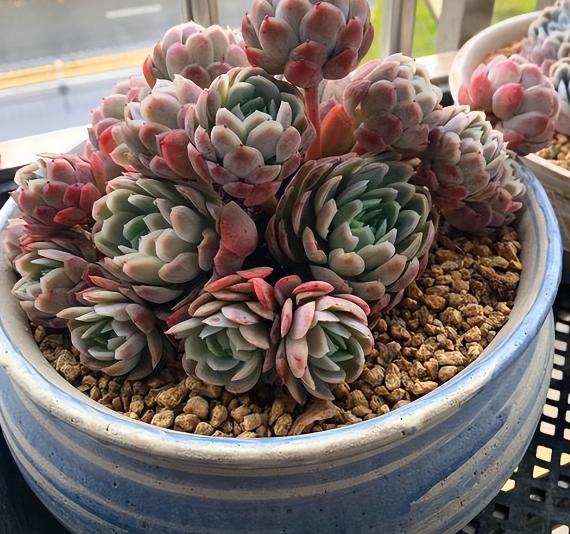 多肉夏天怎么养护，多肉夏天怎么砍头扦插