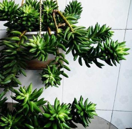 多肉夏天怎么养护，多肉夏天怎么砍头扦插