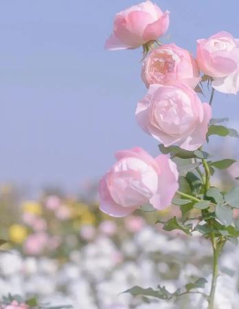 女人会不会同时爱着老公和情人