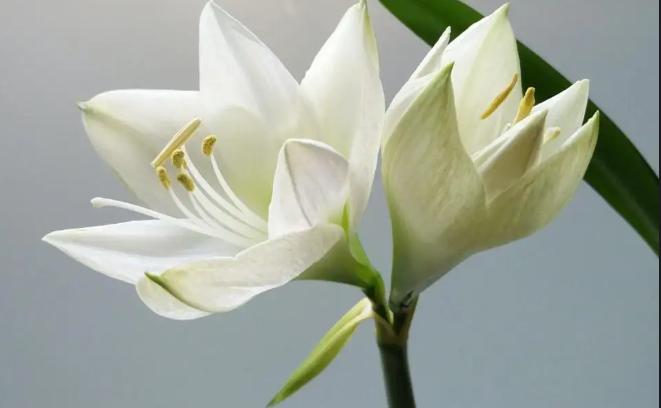 男人送百合花什么意思,送什么花给喜欢的人好