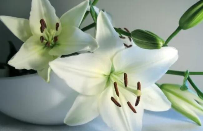 男人送百合花什么意思,送什么花给喜欢的人好