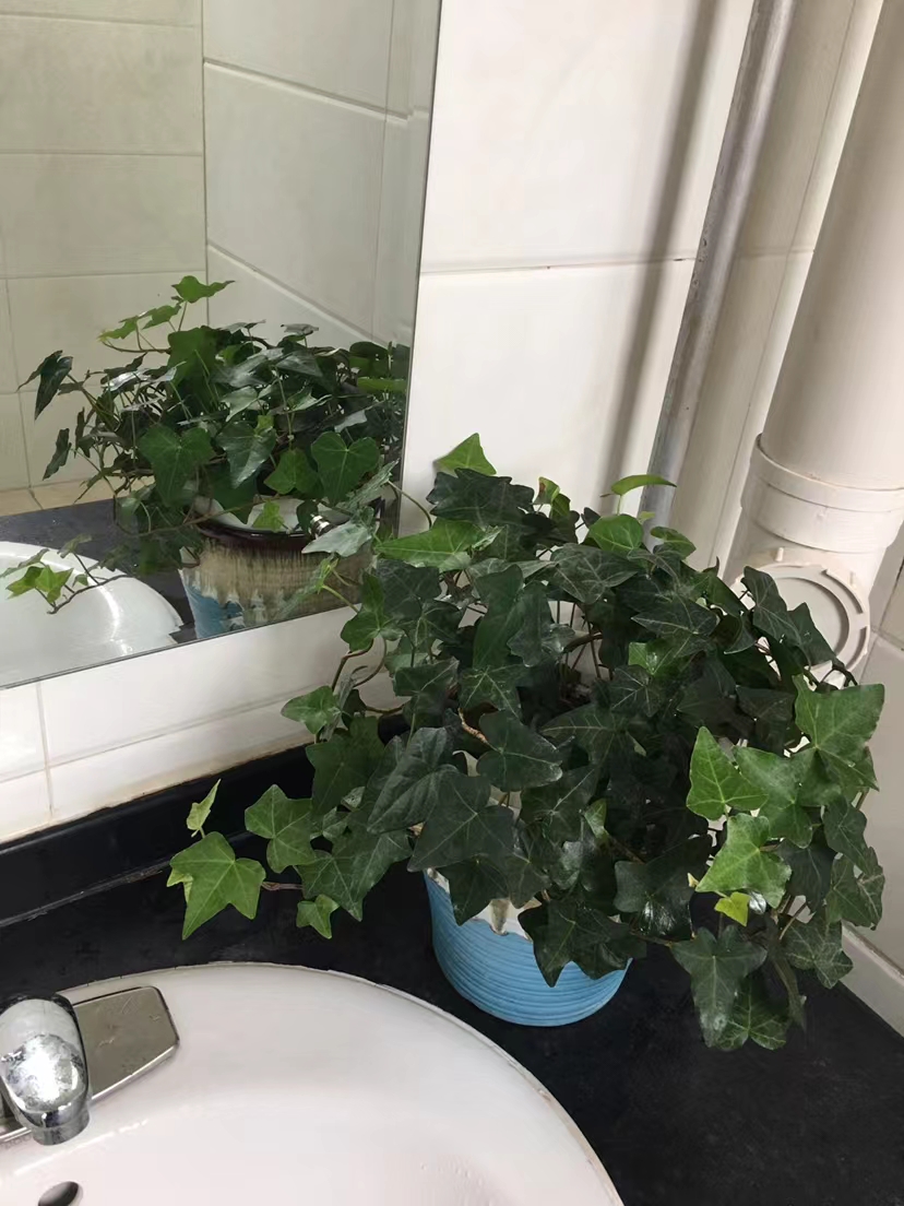厕所除异味最好的绿植，什么植物可以去除厕所异味