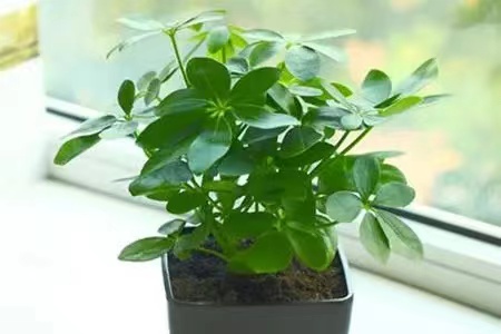 鸭脚木一盆最好几颗,鸭脚木怎么修剪定型