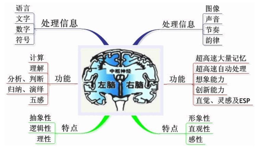 左撇子为什么更聪明，左撇子比右撇子更聪明吗