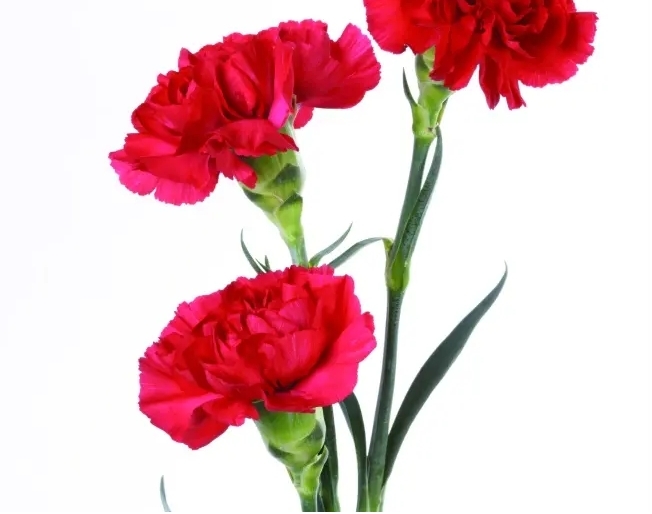 异性送康乃馨什么意思,康乃馨适合送给什么样的人