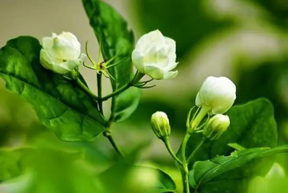 经常吃什么有体香，如何简单拥有永久体香