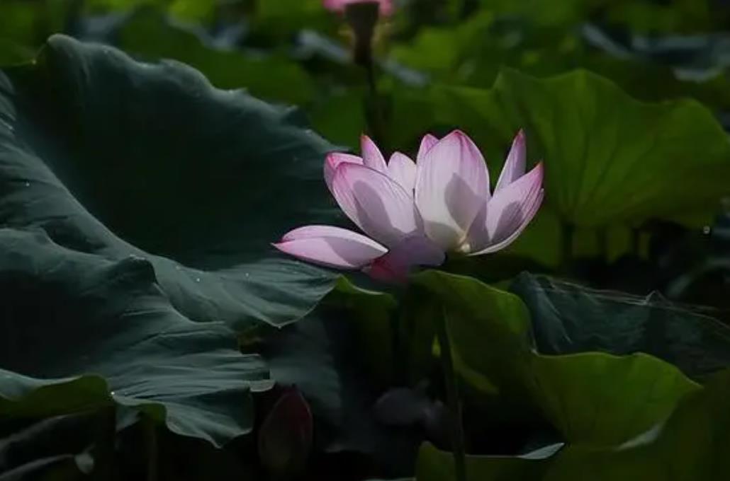 如何做一个无为之人,五十岁的人为什么要无为而做