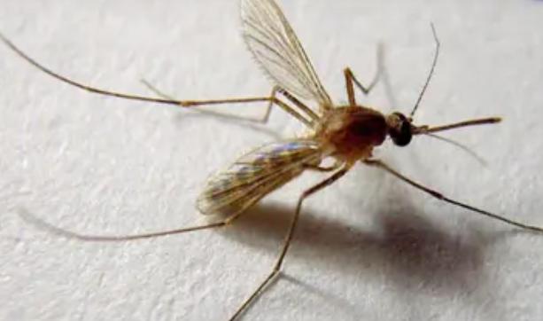 蚊子喜欢什么血型，o型血最吸引蚊子吗