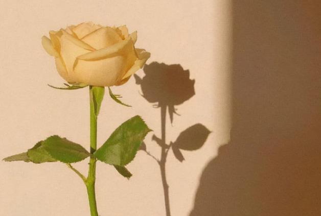 夫妻想要白头偕老要注意什么细节