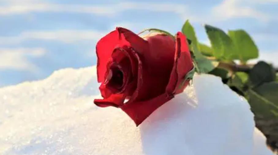 渣男会有真实感情吗,渣男会真心喜欢一个人吗