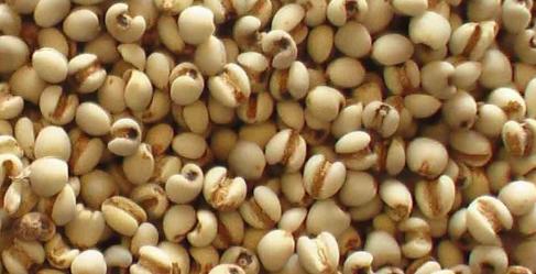 三伏天祛湿最快的食物,三伏天必吃六种食物