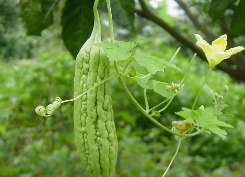 三伏天祛湿最快的食物,三伏天必吃六种食物