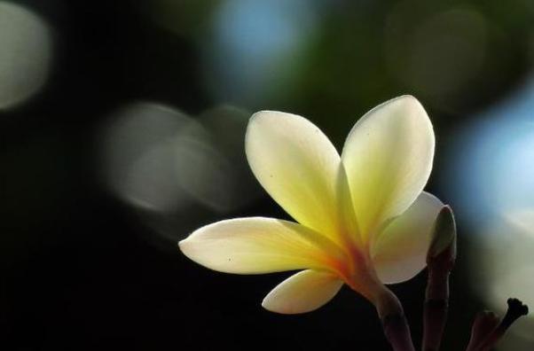 微信头像判断女人人品,用自己头像做微信头像的女人代表什么