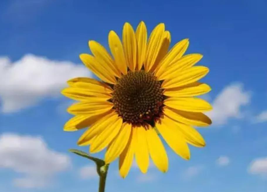 心态是一种选择什么意思,积极的心态好还是消极的心态好