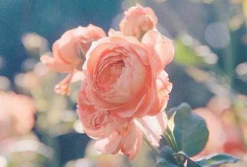 婚姻三观是什么,婚姻三观是什么意思