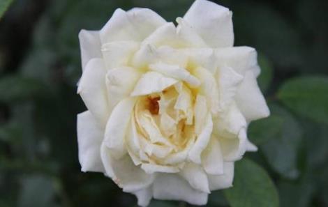 婚姻三观是什么,婚姻三观是什么意思