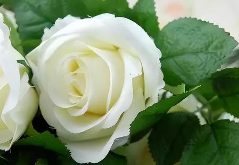 夫妻最大的矛盾是认知差吗，为什么夫妻间最大的矛盾不是价值观而是认知差