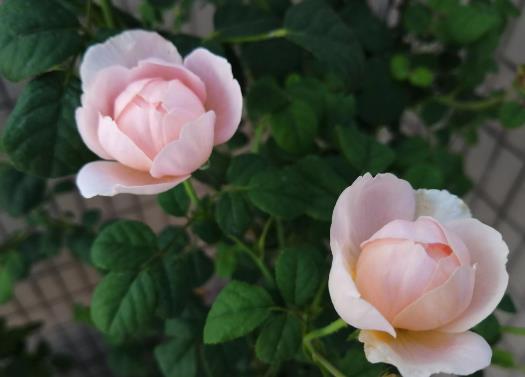 情人超过2年能分开吗,情人超过10年能分开吗