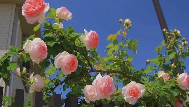 为何不可找丧偶之妻,找丧偶之妻要注意什么