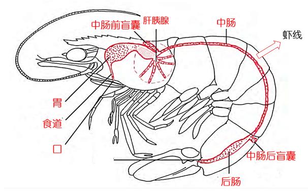虾怎么去虾胃和虾线，虾煮几分钟最好吃最嫩