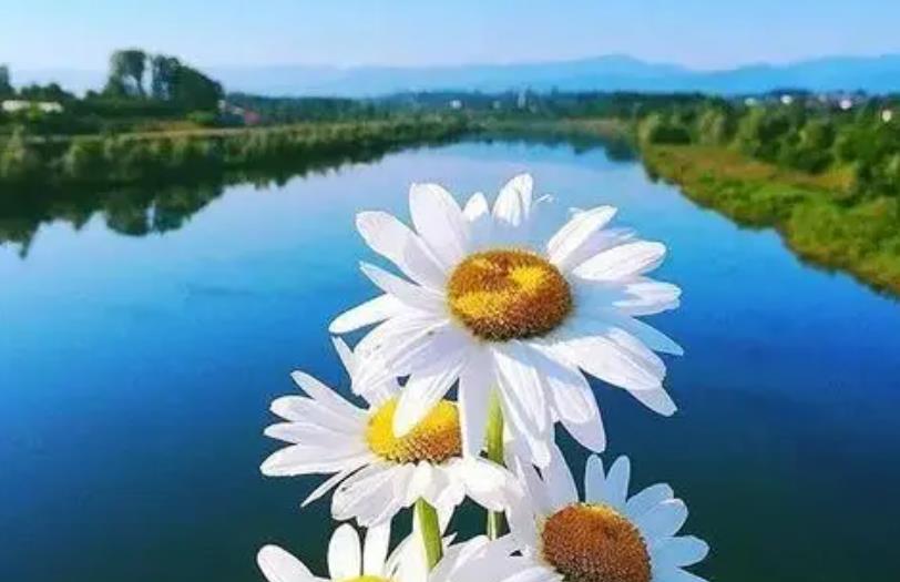 在社会打拼需要知道的定律,治愈自己的六大美句