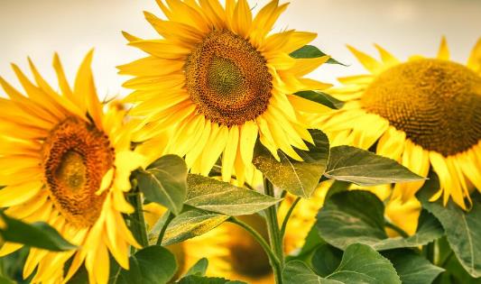 情人节送老公什么礼物,情人节送老公什么礼物最有意义