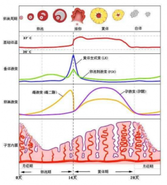 一张图解女生生理周期表