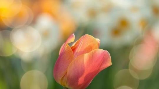 为什么夫妻间最好不要长期分开，夫妻长期不见面容易出轨吗