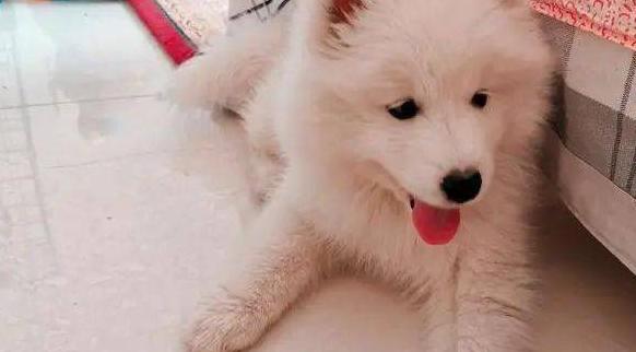 单身女性最适合养什么样的狗狗,单身女性适合养体型大的狗吗