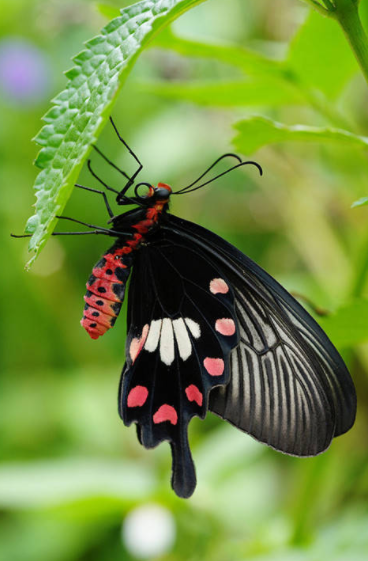 最美蝴蝶图片大全唯美,各种蝴蝶图片大全大图唯美