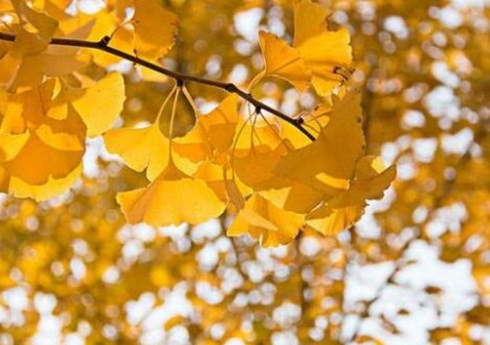 为什么不能随便送人银杏叶，银杏的暗示性含义