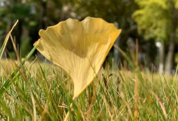 为什么不能随便送人银杏叶，银杏的暗示性含义