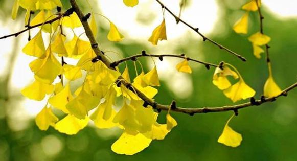 为什么不能随便送人银杏叶，银杏的暗示性含义