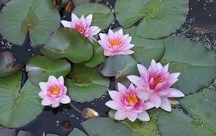 每个月出生人各代表的花与性格,每月出生的人是什么性格